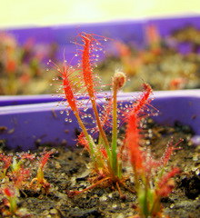 Drosera camporupestris