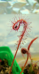 Drosera camporupestris leaf curling over prey