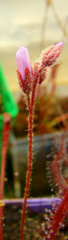 Drosera camporupestris with flower stalks