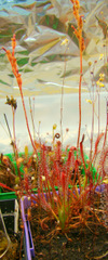 Drosera camporupestris with flower stalks