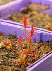 Drosera camporupestris