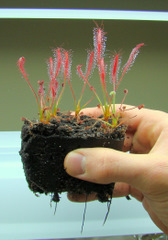 Drosera camporupestris