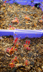 Drosera camporupestris