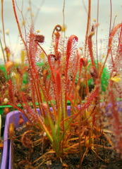 Drosera camporupestris