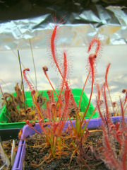 Drosera camporupestris