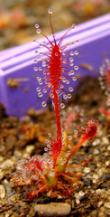 Drosera camporupestris