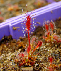 Drosera camporupestris