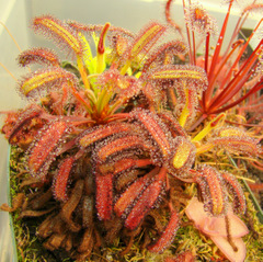 Drosera capensis (Bains Kloof) high resolution