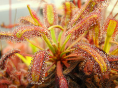 Drosera capensis (Bains Kloof) high resolution