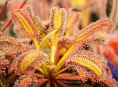 Drosera capensis (Bains Kloof) high resolution