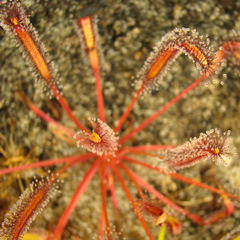 Drosera capensis "Red" overhead view