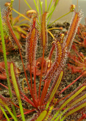 Drosera capensis 'Red form'