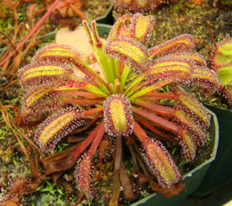 Drosera capensis (Bainskloof)