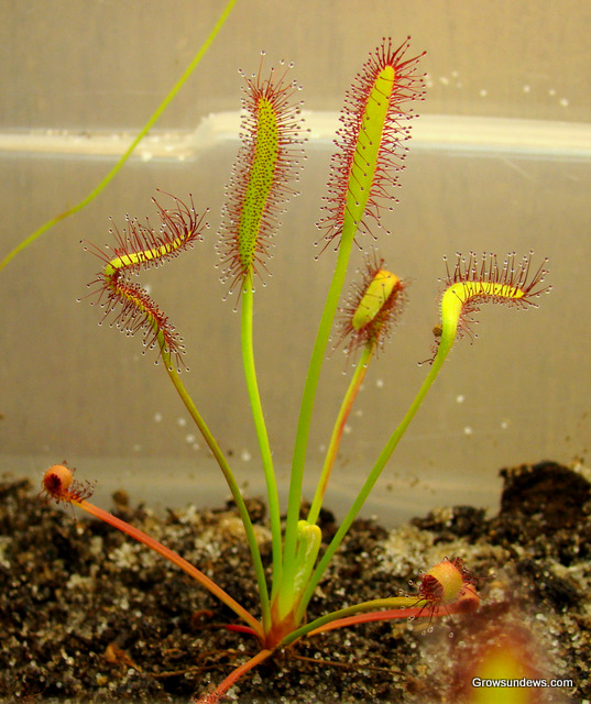 Drosera_capensis_Giant_young.JPG