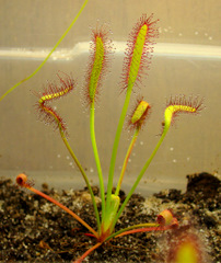 Drosera capensis "Giant" young plant