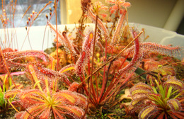 Drosera capensis "Red" (center), D. capensis x spatulata (left) and D. capensis (Bains Kloof) (right) Cape Sundews