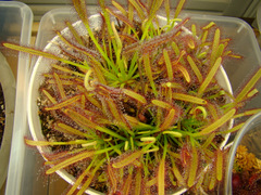 Drosera capensis Typical grown indoors