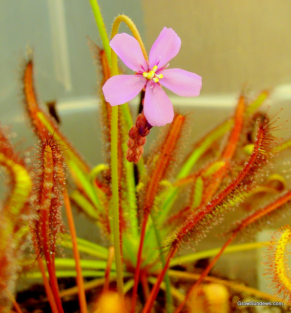 250+ Cape Sundew Seeds - Drosera Capensis - Carnivorous Plant Seeds