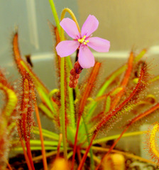 Drosera capensis "Red" flower - Red Cape Sundew flowering