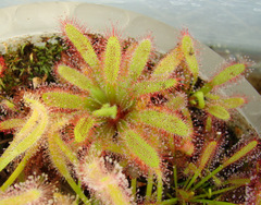 Drosera capensis "Wide-Leaf"