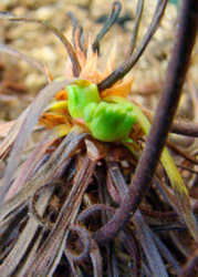 Drosera capensis hibernacula hibernaculum resting bud dormancy