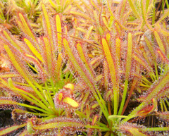 Drosera capensis high resolution in greenhouse