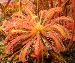 Drosera capensis x spatulata