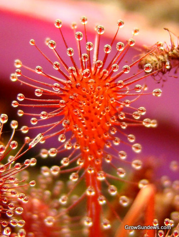 Leaf_sp_Belem_Drosera_capillaris_post.JPG