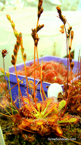 flower_stalks_typical_Drosera_capillaris_post.JPG