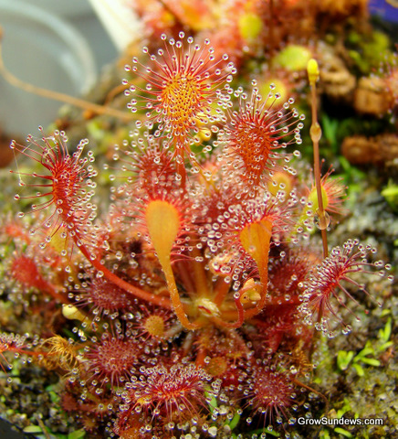 sp_Belem_spring_Drosera_capillaris_post.JPG