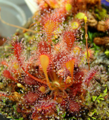 Drosera capillaris "Long Arm" (sp. Belem) in high resolution