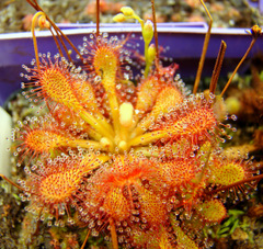 Drosera capillaris typical, flat rosette) in high resolution