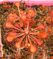 Drosera collinsiae "Faryland"