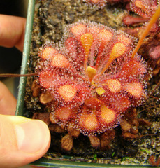 Drosera collinsiae "Faryland"