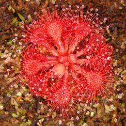 Drosera esmereldae South American sundew seedling