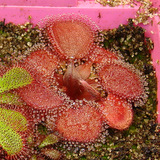 Drosera falconeri very red