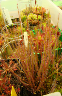 Drosera filiformis "Florida All-Red"