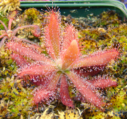 Drosera graomogolensis South American sundew. My favorite Drosera species because it is one of the most beautiful sundews.