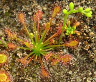 Drosera intermedia 'Cuba' -Tropical Birdsnest Sundew red