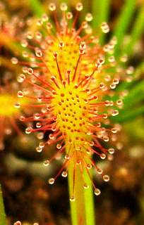 Drosera intermedia 'Cuba' Tropical Birdsnest sundew leaf growing yellow-red coloration typical when sundews have strong bright light