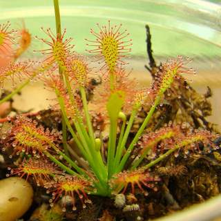 Drosera intermedia 'Cuba' -Tropical Birdsnest Sundew