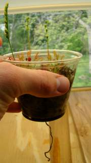 Drosera intermedia 'Cuba' Tropical Birdsnest Sundew long roots and large flower stalk