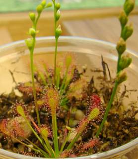 Drosera intermedia 'Cuba' flower stalks Birdsnest tropical sundew growing large seed-filled flowers