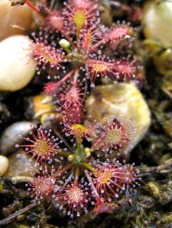 Drosera intermedia 'Cuba' seedlings Tropical Birdsnest sundew growing from seed red color