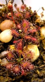 Drosera intermedia 'Cuba' Unfed Flower Stalk