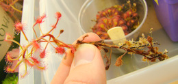Drosera madagascariensis stem cutting after 2 months
