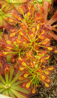 Drosera madagascariensis