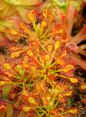 Drosera madagascariensis in high resolution