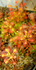 Drosera madagascariensis