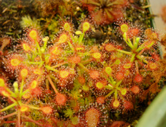 Drosera madagascariensis